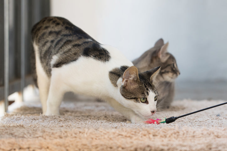 Animal pet cat playing with toy at home