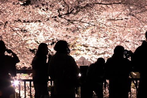 夜桜