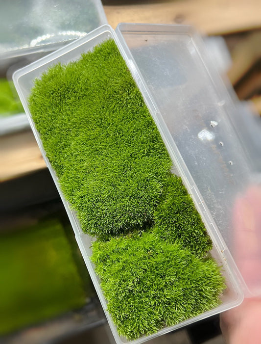 Moss box* Live moss* Cushion moss* Gifts – Moss Design Gallery