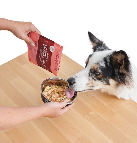 Dog eating human grade food out of bowl with food pouch