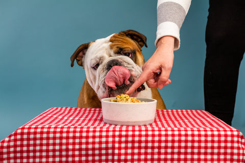 A bulldog ready for some healthy food courtesy of Portland Pet Food Company.