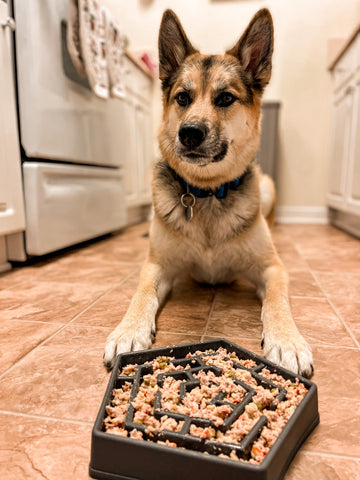 German Shepard dog sitting patiently to eat fresh, human-grade meal out of a puzzle bowl