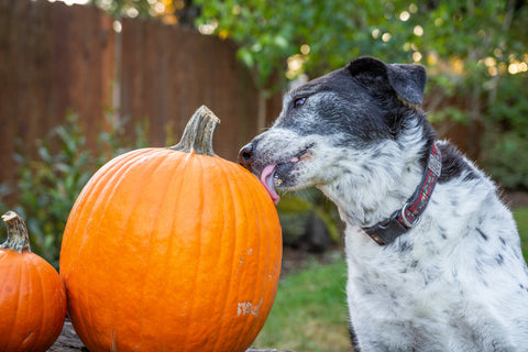 Dog licking pumpkin