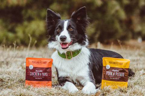 Eco-Friendly Pet Choices: Sustainable Products for Happy Pets