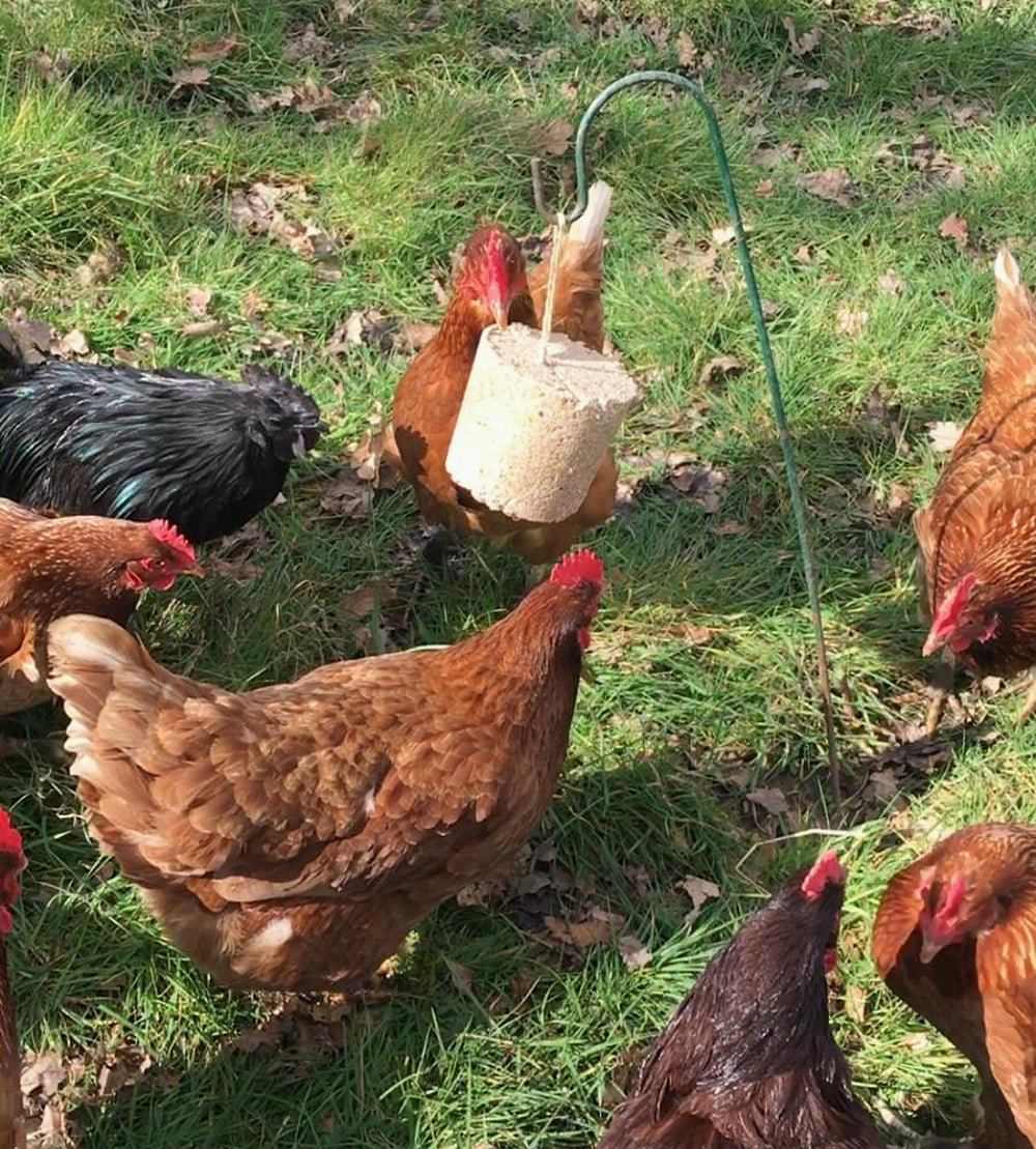 Feldy - Hanging Pecker Block for Chickens - Buy Online SPR Centre UK