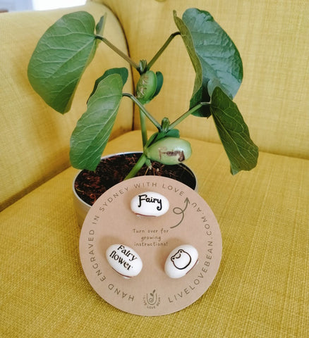 engraved beans stuck to a card in front of a bean plant that has grown to reveal a message that says Fairy