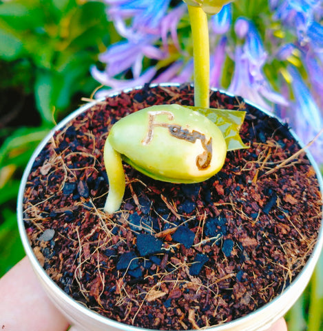 magic bean sprout that says Fairy on it growing out of a small soil pot