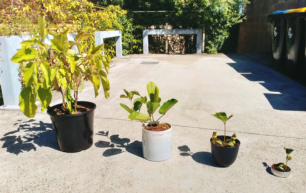 fully grown magic bean plant compared to sprout