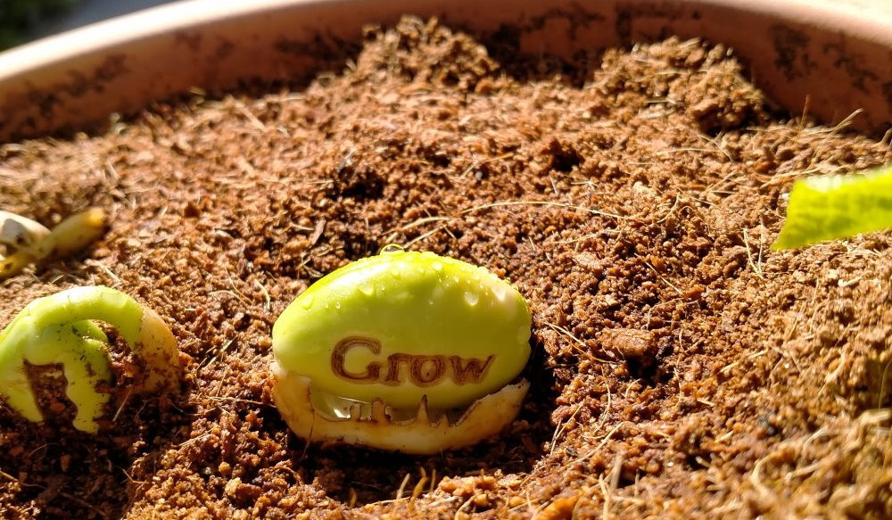 eco friendly promotional item growing in a pot