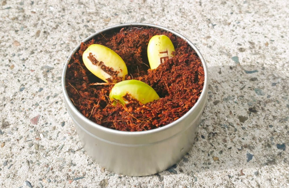 magic beans growing in a pot