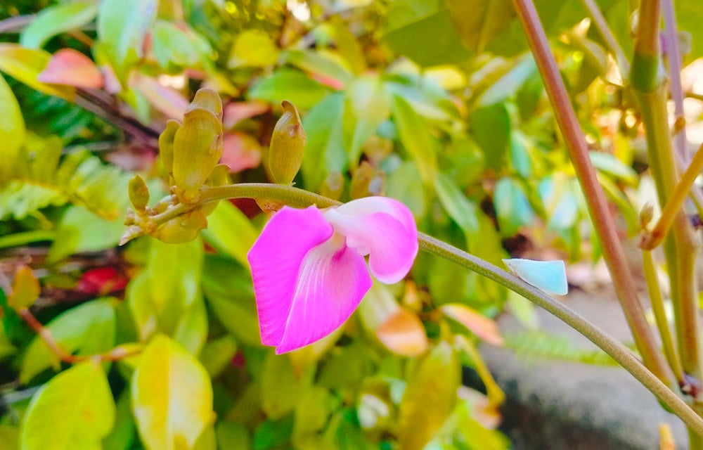 magic bean plant flower close up