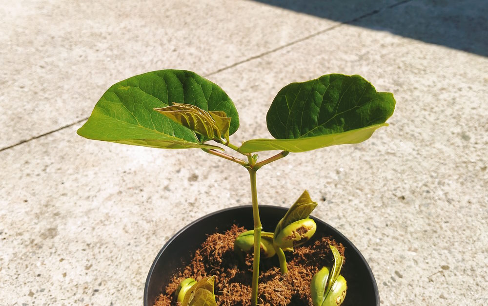magic bean plant leaves