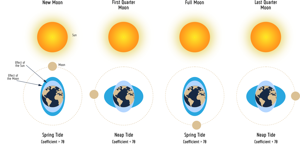 What are spring and neap tides?