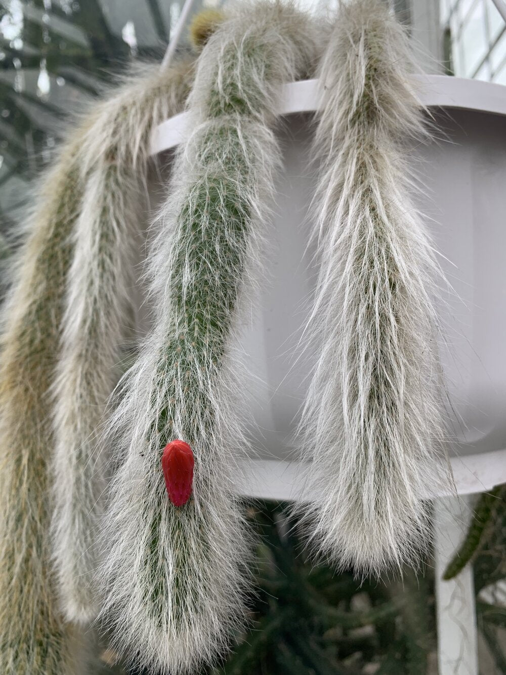 Hildewintera Colademononis / Soft Monkey Tail Cactus - Puritree 