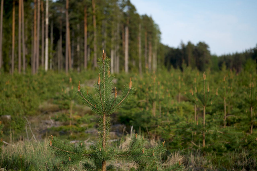 reforestation