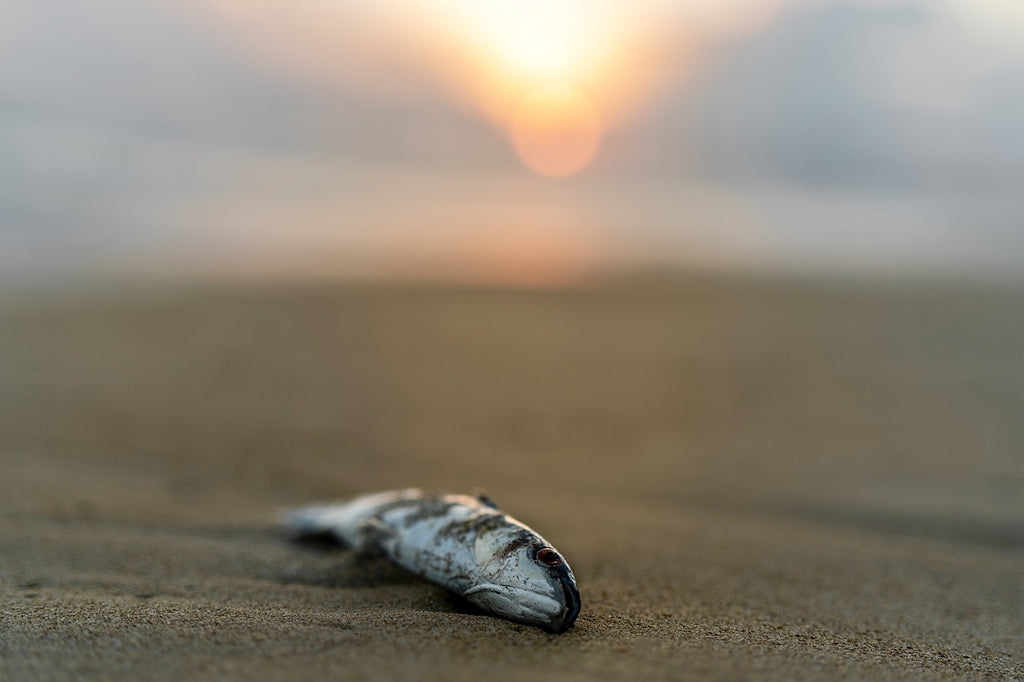dead fish on beach
