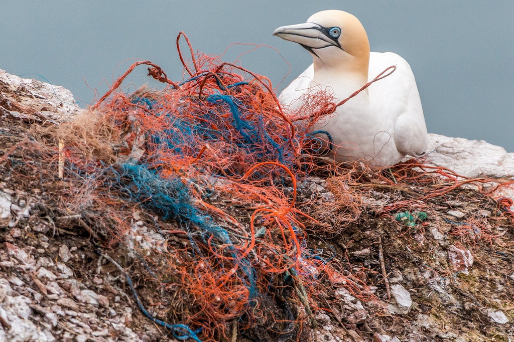 Seabird sitting on plastic waste