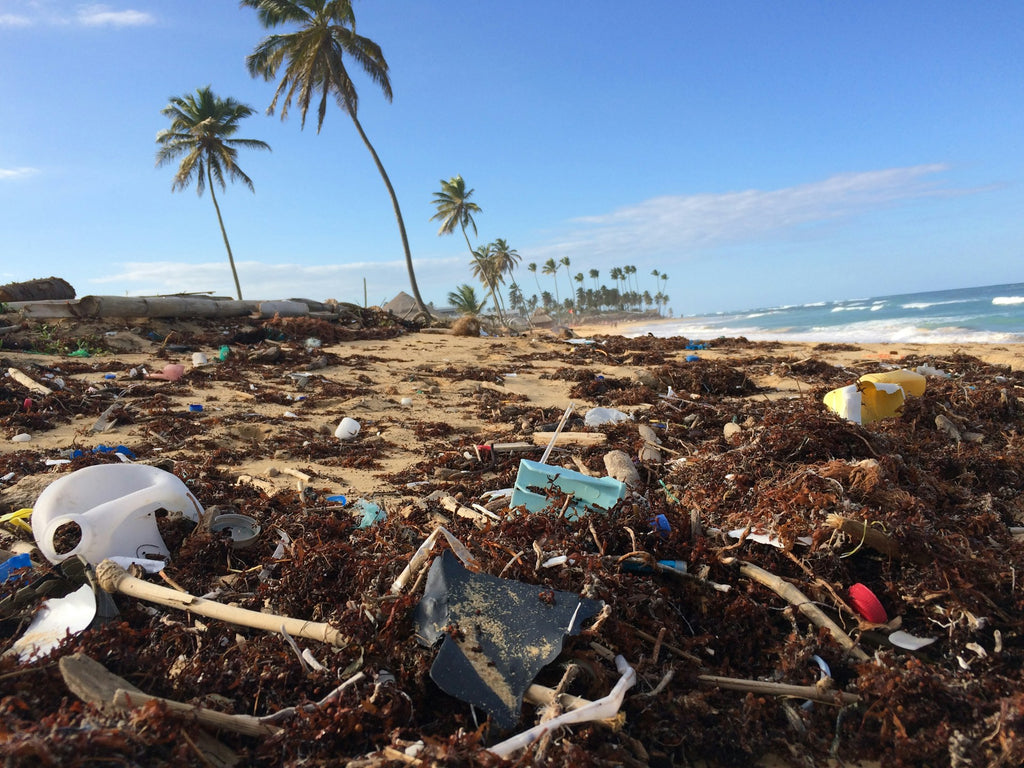 waste on beach with palm tree