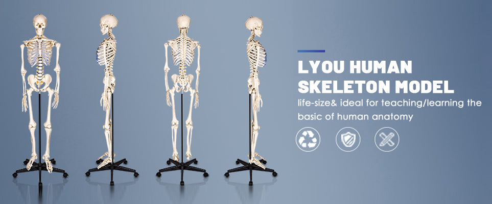 LYOU Life Size Skeleton Model