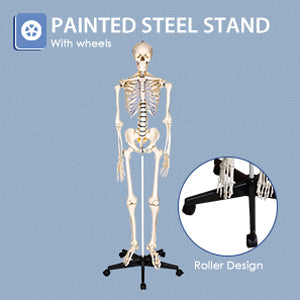 LYOU Skeleton Model Stable and Movable Painted Steel Stand