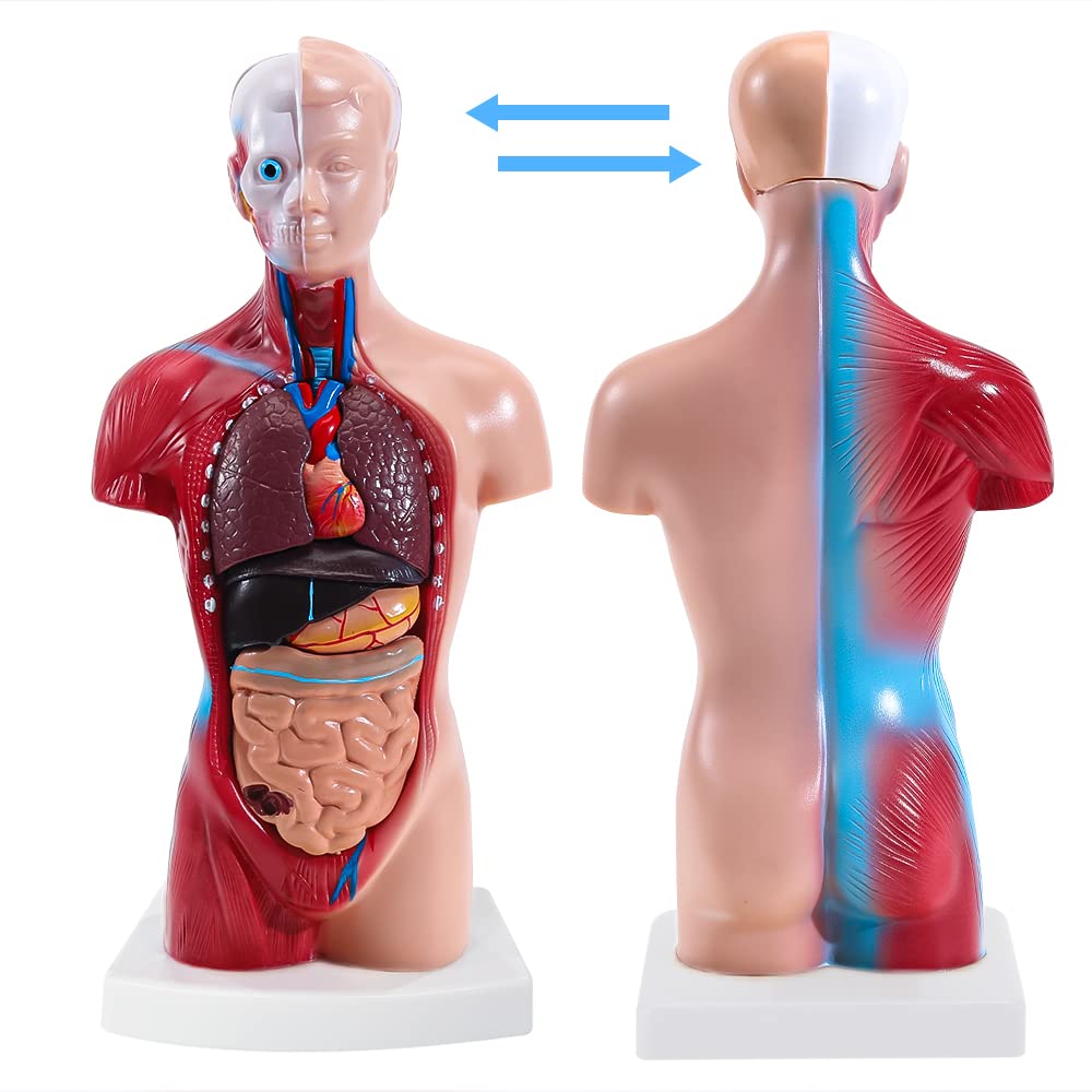 torso anatomy diagram organs