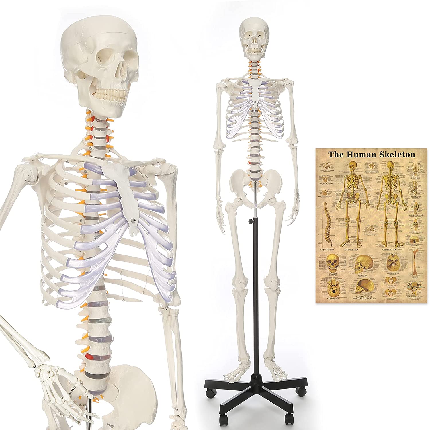 human skeleton model full size