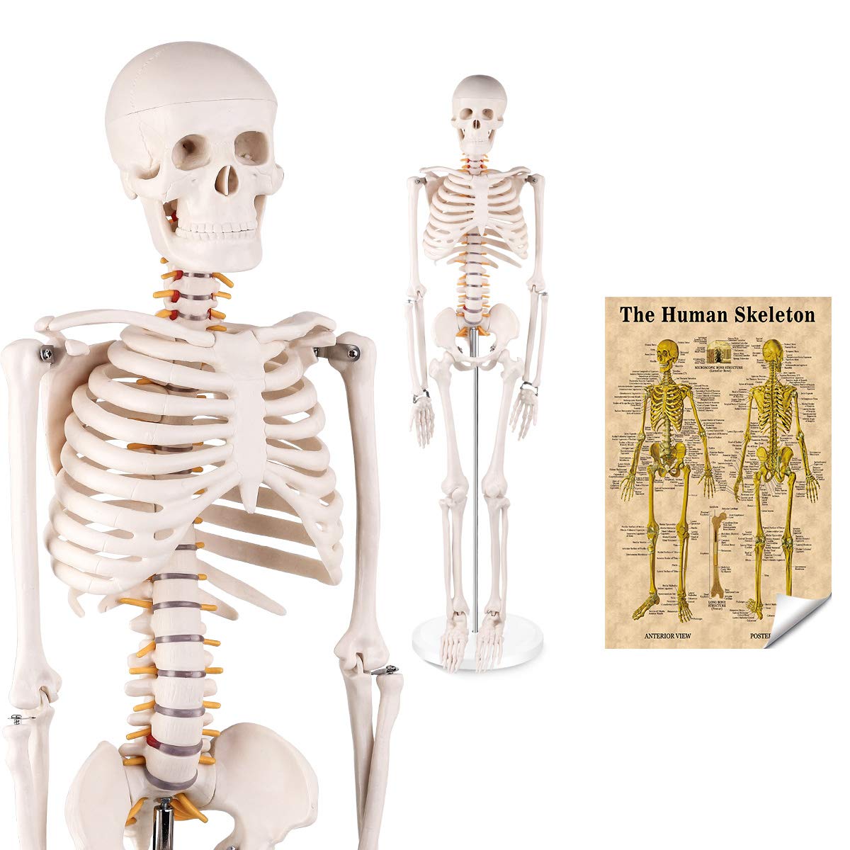 Half Size Human Skeleton Model 33 inch Skeleton Model | LYOU Anatomy