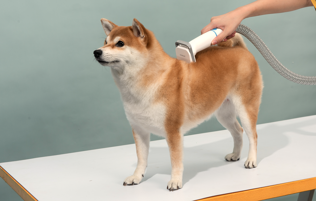 Brush A dog With Neakasa P2 Pro Grooming Kit