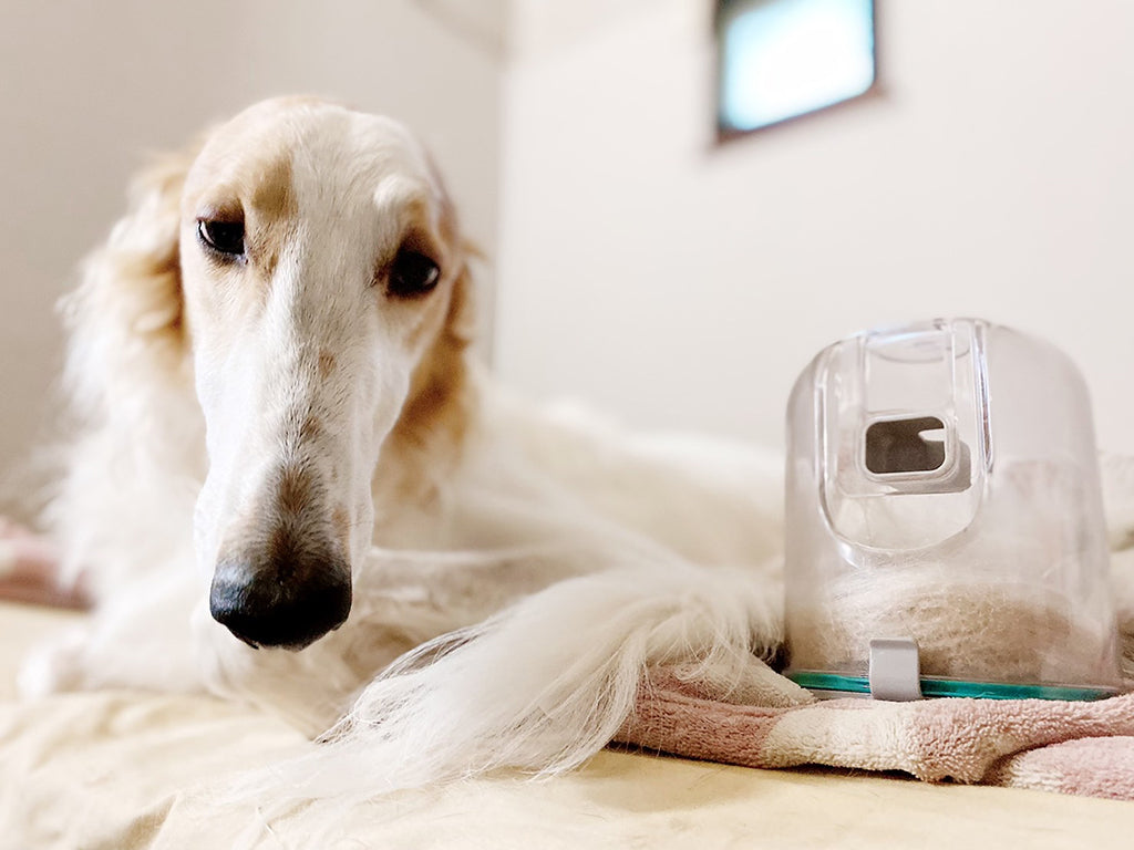 Dog with Vacuum Container