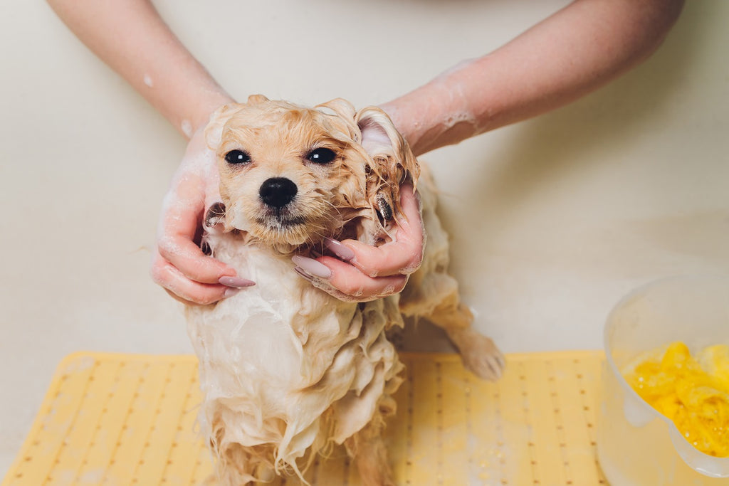 Bath A Dog On A Stage
