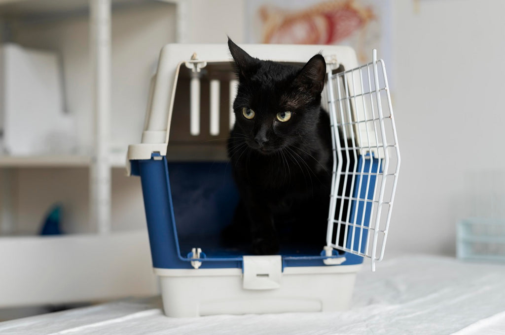 Cat in A Travel Carrier