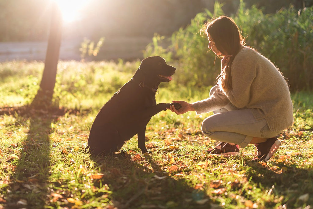 A Dog Shake Hands With A Woman