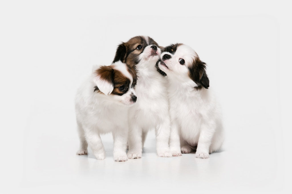 https://cdn.shopify.com/s/files/1/0657/0160/9691/files/studio-shot-papillon-fallen-little-dogs-isolated-white-studio-wall_1024x1024.jpg?v=1679653470