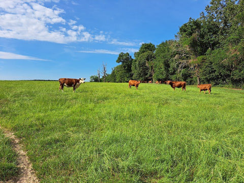 Our cows on pasture