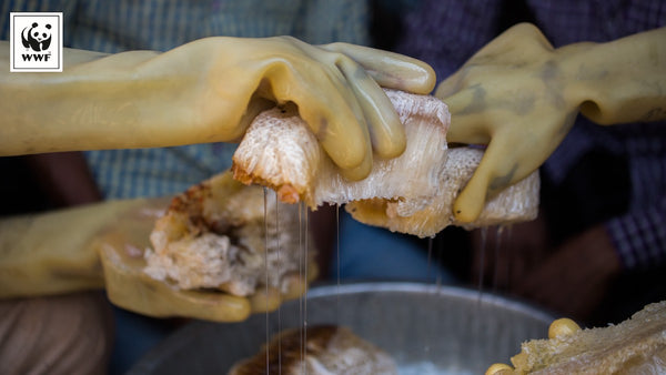 Honey & Spice Honey Extraction 