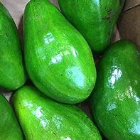 Avacado