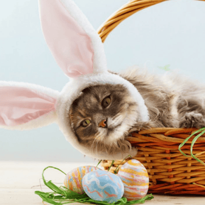 How To Make Easter Fun For Your Cats