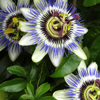 The Benefits of Passion Flower