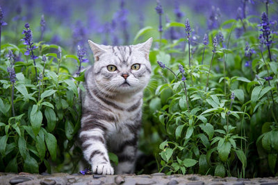 Why Cats Love Lavender (dried & in moderation!)