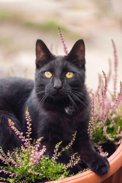 Are Black Cats Bad Luck?