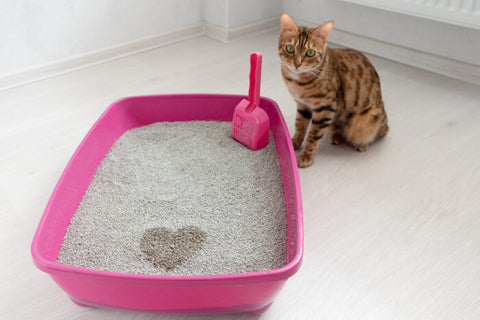 How to Stop Cat Litter Mess (With One Easy Change)