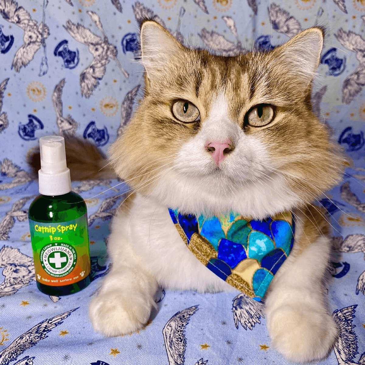 Catnip Spray, 3 oz Bottle