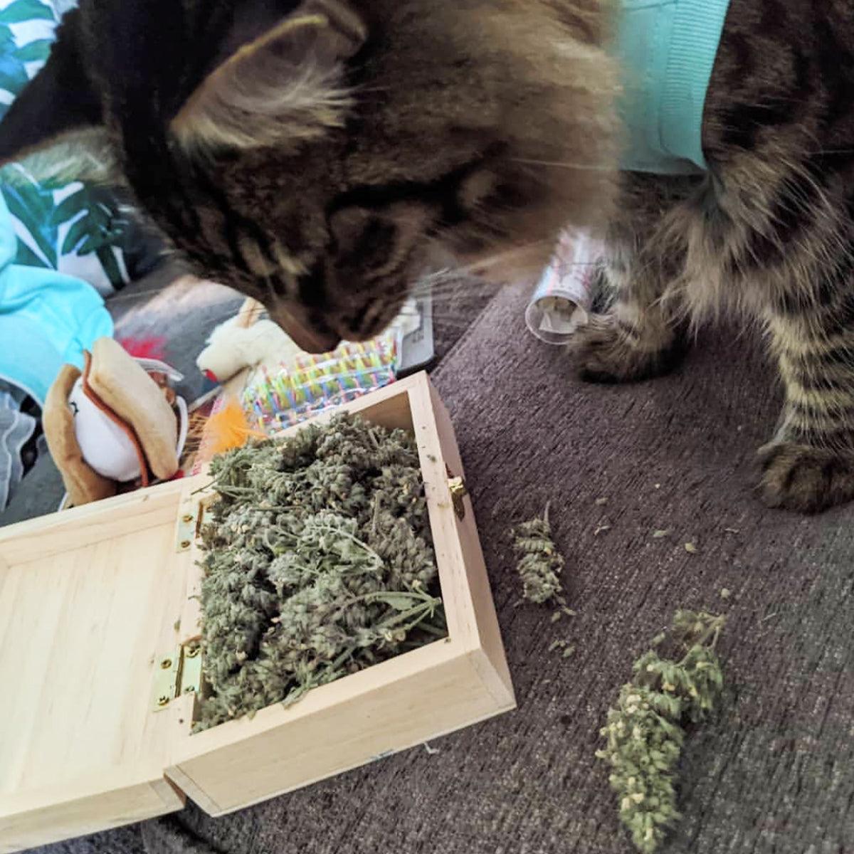 Cigar Box - Grand Daddy Purr Catnip Buds