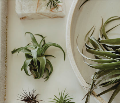 ragnaroc Live Air Plants - Tillandsia Gift Box TOR Variety Pack