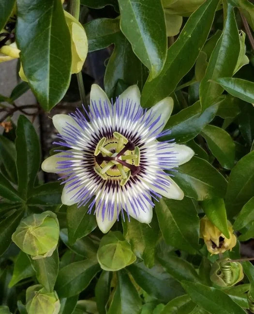 Passion Flower, Passiflora incarnata, Bagwani Nursery, Wholesale plant supplier, Landscaping Company, Nursery in India  