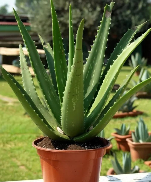 Aloe Vera, indoor plant in India