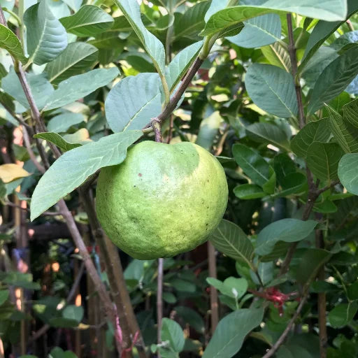 Guava plant, Amrud plant, wholesale fruit plants supplier, Fruit plants
