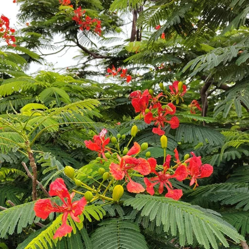 Gulmohar Tree, Delonix Regia, Flowering trees