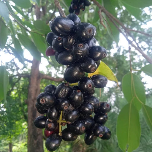 Jamun Tree, Bagwani Nursery, wholesale fruit plants supplier, Fruit plants