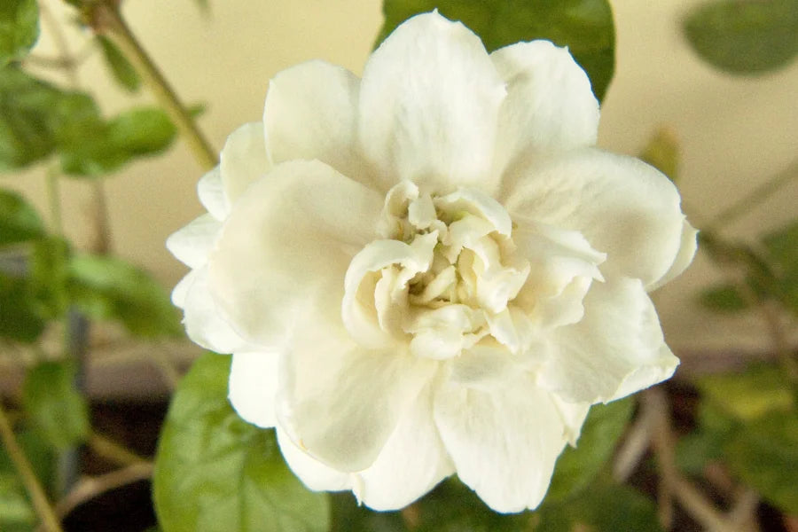 Jasmine, Raat ki Rani, Bagwani Nursery, Wholesale Plant Supplier, Landscaping Company in India, Plant Exporter in India